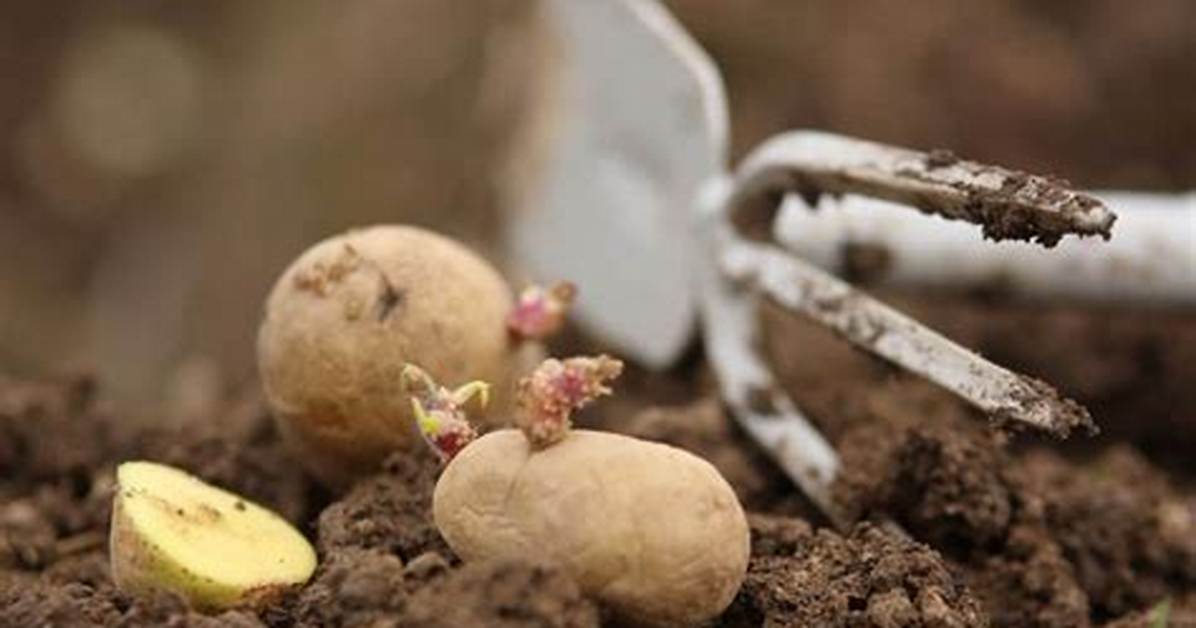 Quand Butter Les Pomme De Terre?