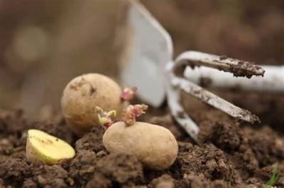 Quand Butter Les Pomme De Terre?