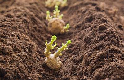 Quand Commencer La Pomme De Terre Bebe?