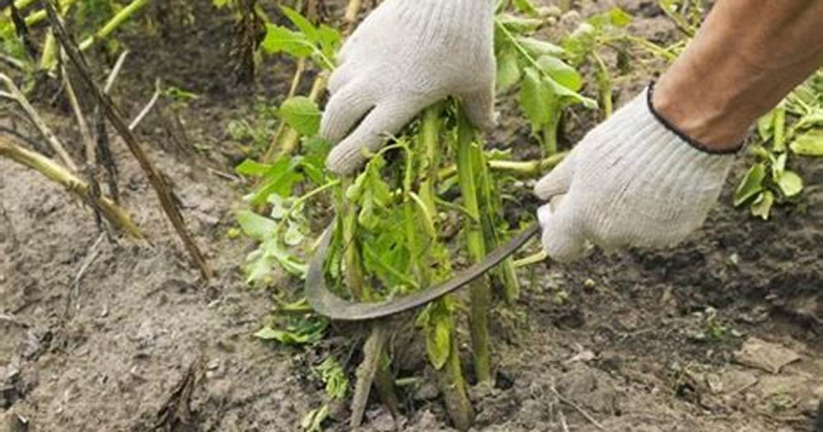Quand Couper Les Fanes De Pomme De Terre?