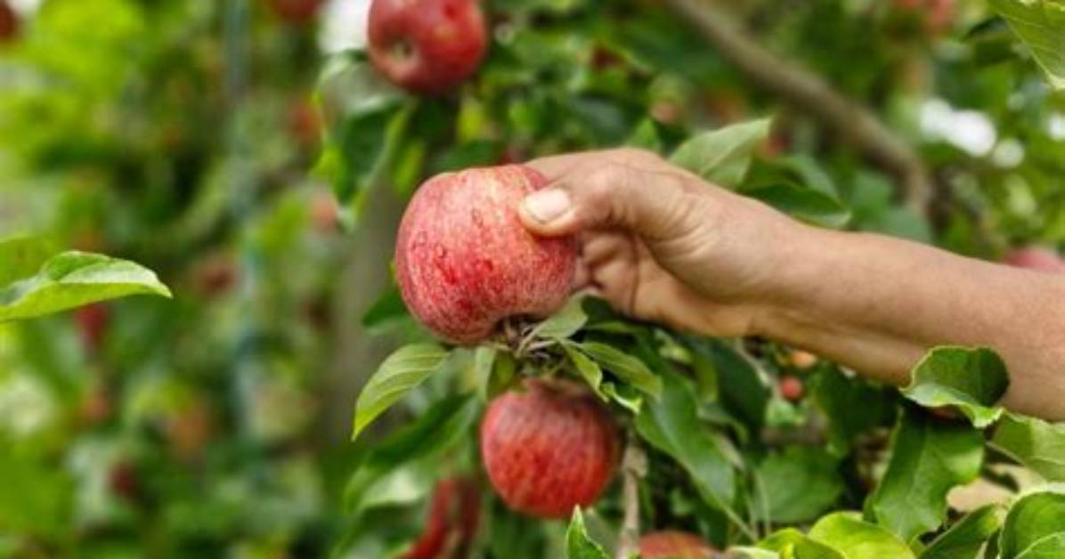 Quand Cueillir La Pomme Melrose?
