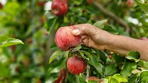 Quand Cueillir La Pomme Melrose?