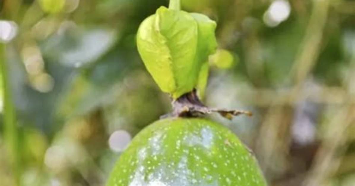 Quand Cueillir Les Fruits De La Passion?