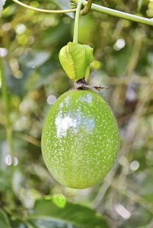 Quand Cueillir Les Fruits De La Passion?