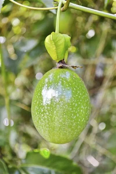 Quand Cueillir Les Fruits De La Passion?