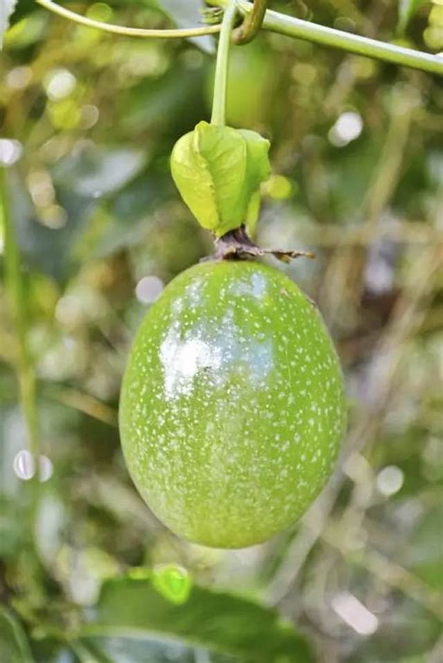 Quand Cueillir Les Fruits De La Passion?