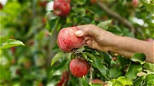 Quand Cueillir Une Pomme?