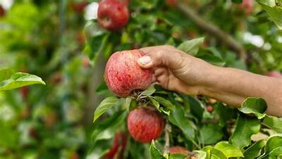 Quand Cueillir Une Pomme?