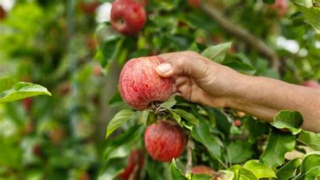Quand Cueillir Une Pomme?