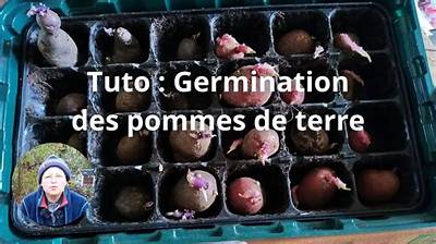 Quand Donner De La Pomme De Terre a Bebe?