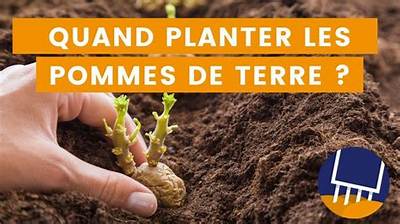 Quand Mettre Pomme De Terre?