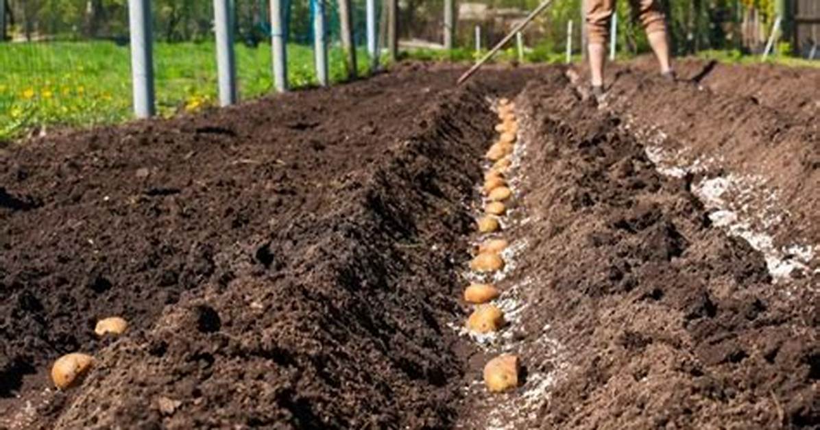 Quand Planter Des Pomme De Terre?
