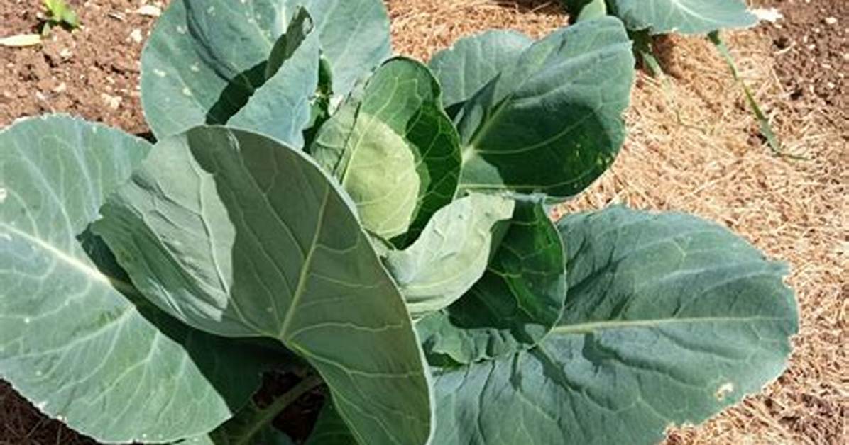 Quand Planter Les Choux Pomme?