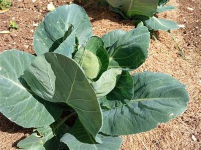 Quand Planter Les Choux Pomme?
