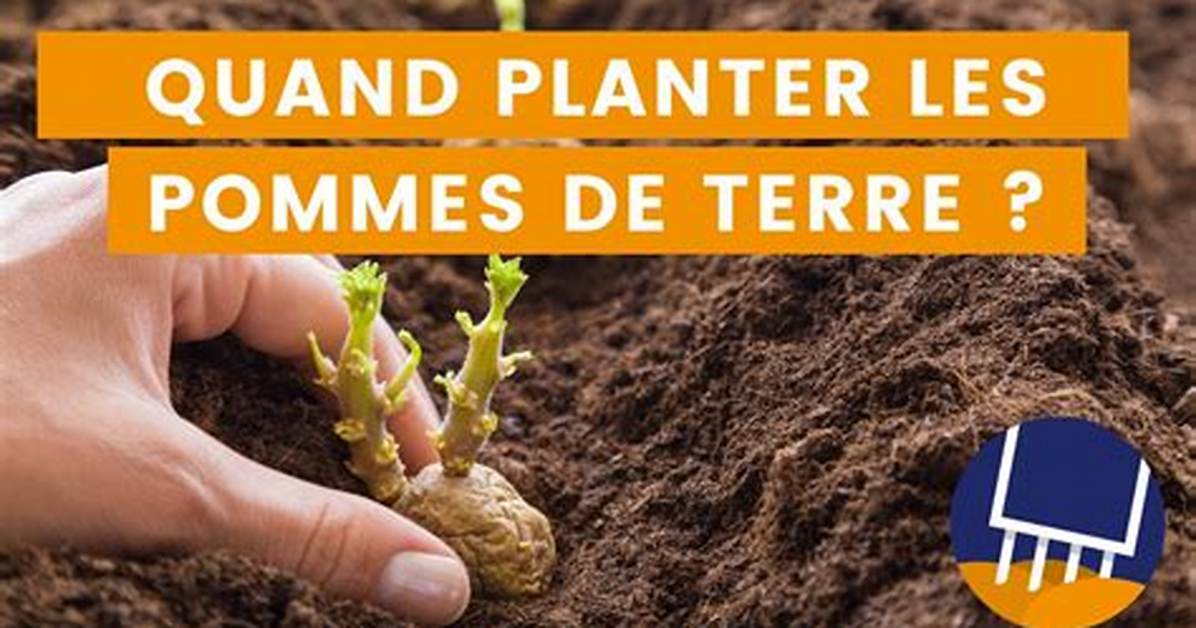 Quand Planter Les Plants De Pomme De Terre?