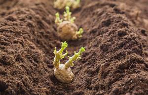 Quand Planter Pomme De Terre 2020?