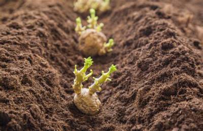 Quand Planter Pomme De Terre 2020?