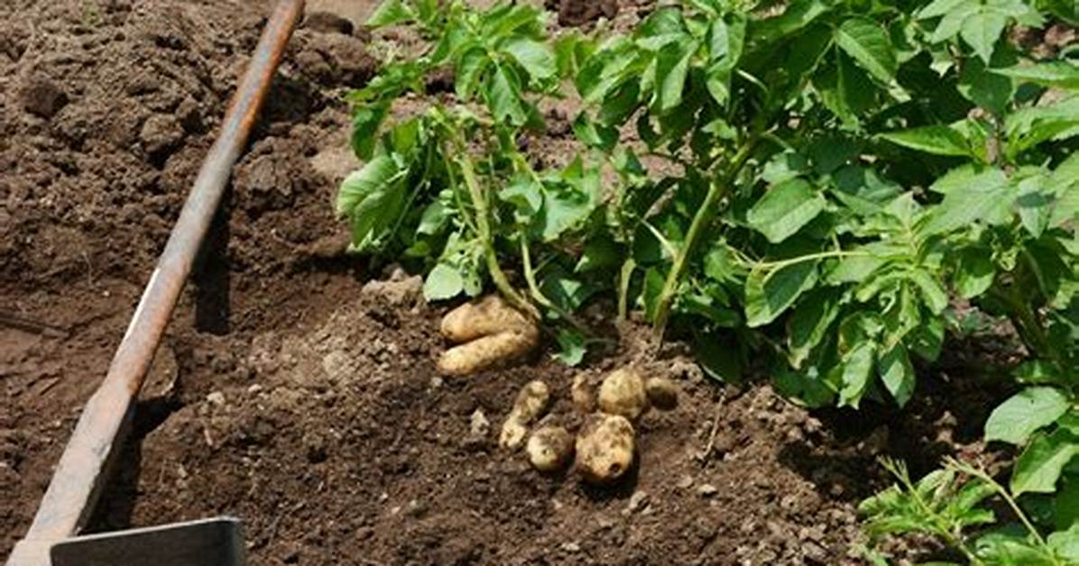 Quand Planter Pomme De Terre Charlotte?