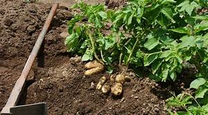 Quand Planter Pomme De Terre En Normandie?