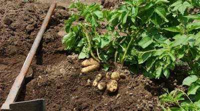 Quand Planter Pomme De Terre En Normandie?