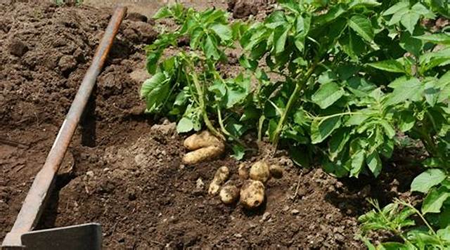 Quand Planter Pomme De Terre En Normandie?