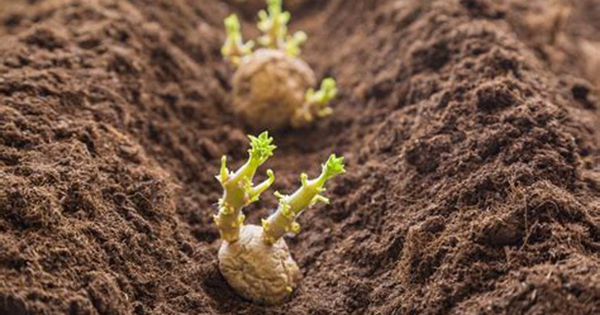 Quand Planter Pomme De Terre Hiver?