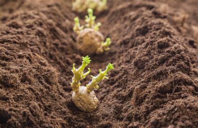 Quand Planter Pomme De Terre Hiver?