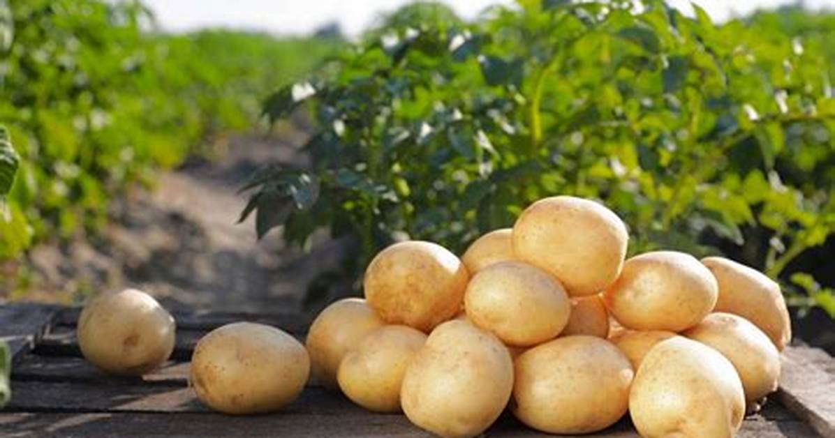 Quand Planter Pomme De Terre Primeur?