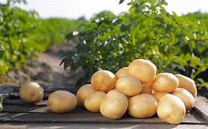 Quand Planter Pomme De Terre Primeur?
