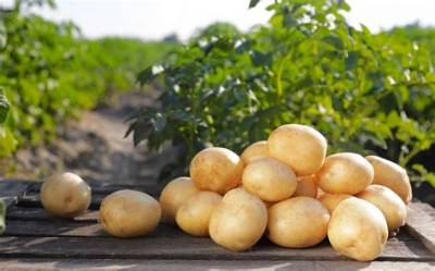 Quand Planter Pomme De Terre Primeur?