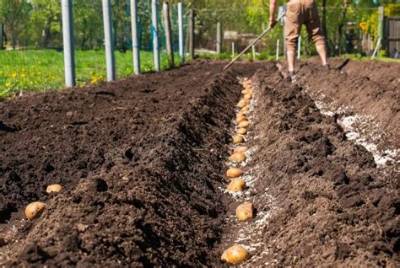 Quand Planter Pomme De Terre Sous Serre?