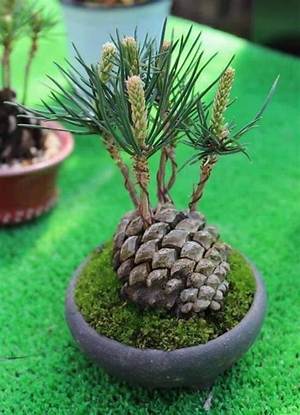 Quand Planter Une Pomme De Pin?