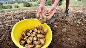 Quand Ramasser Les Pomme?
