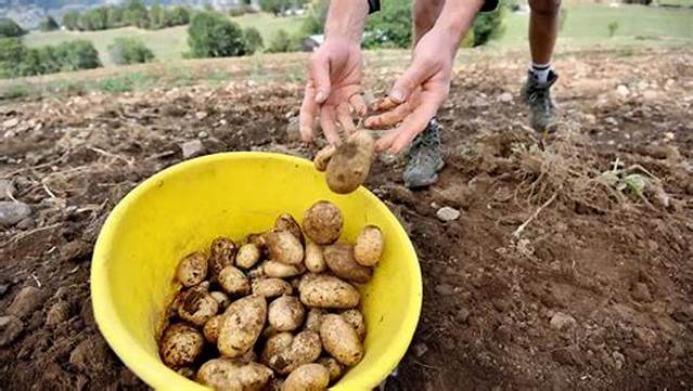 Quand Ramasser Les Pomme?