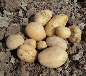 Quand Ramasser Pomme De Terre Nouvelle?