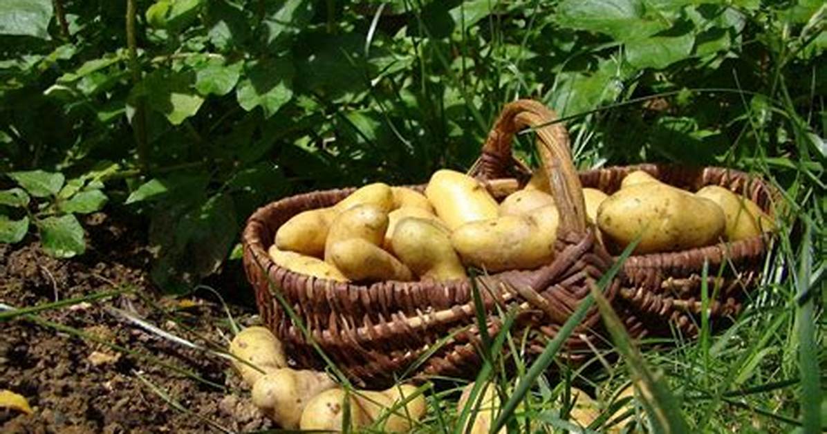 Quand Recolter Pomme De Terre Amandine?