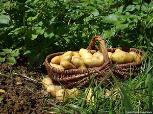 Quand Recolter Pomme De Terre Amandine?