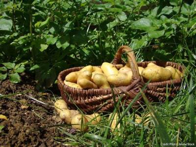 Quand Recolter Pomme De Terre Amandine?