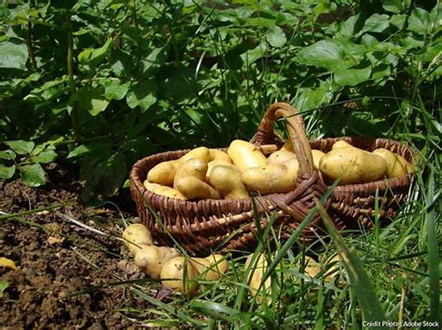 Quand Recolter Pomme De Terre Amandine?