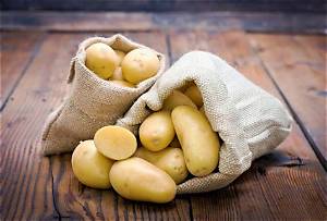 Quand Recolter Pomme De Terre Charlotte?
