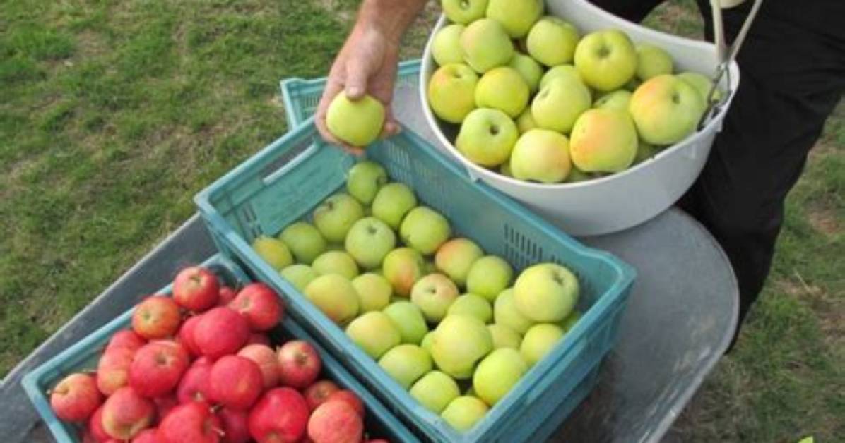 Quand Recolter Pomme?