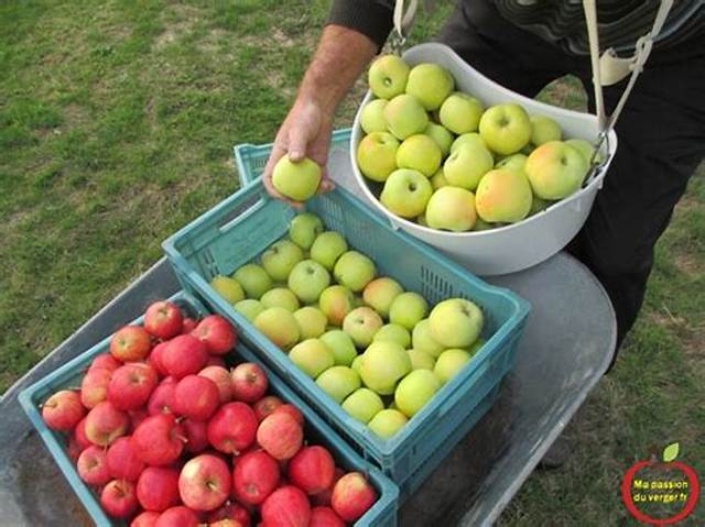Quand Recolter Pomme?