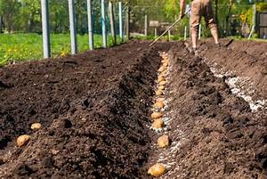 Quand Semer La Pomme De Terre?
