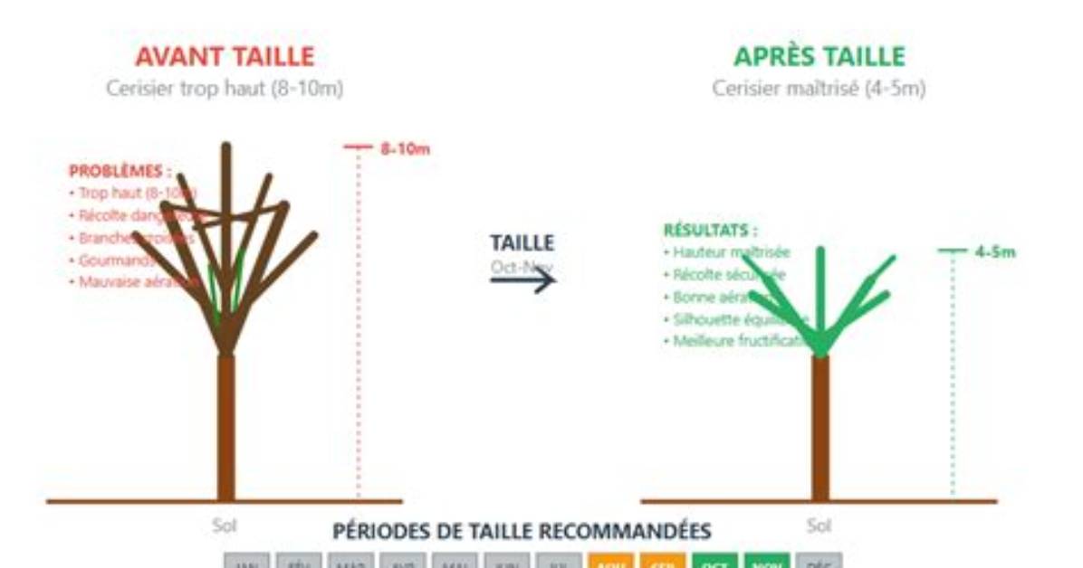 Quand Tailler Le Cerisier %C3%80 Fruits 400. Jpg