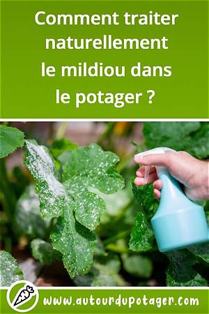 Quand Traiter Contre Le Mildiou De La Pomme De Terre?