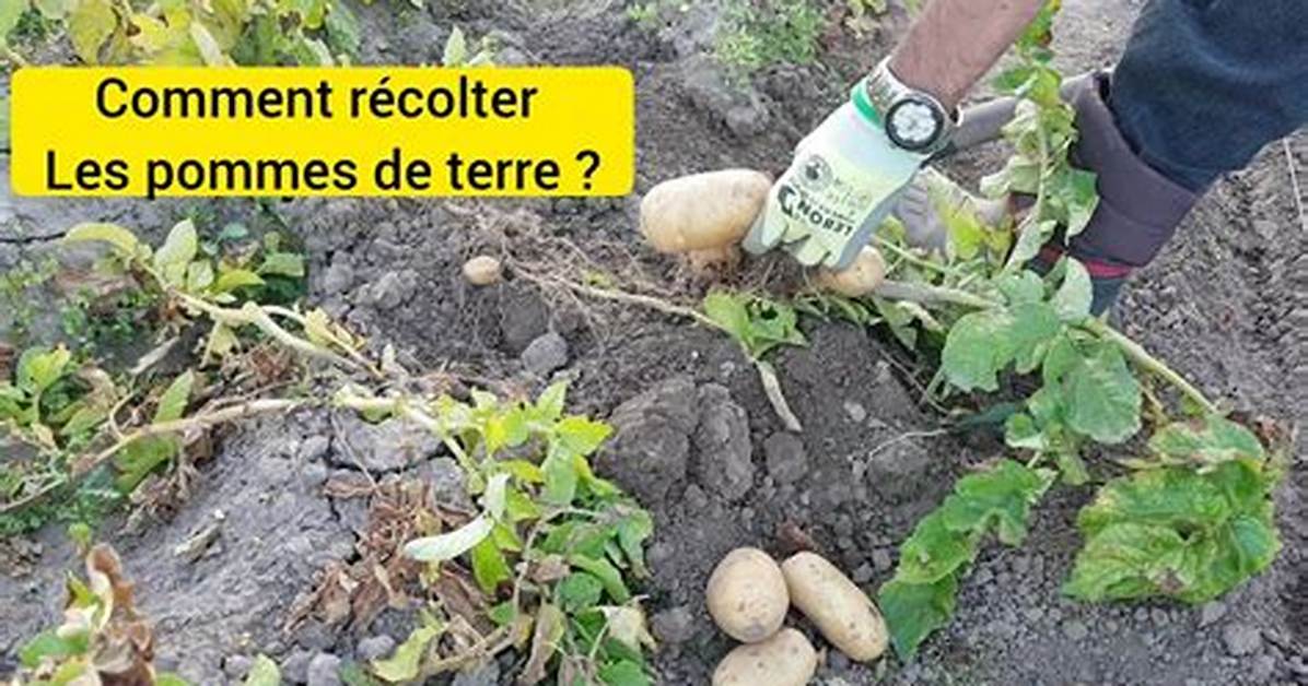 Quand Traiter Pomme De Terre?