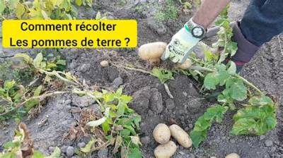 Quand Traiter Pomme De Terre?