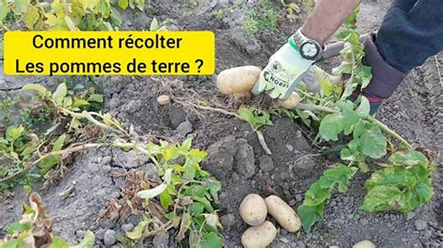 Quand Traiter Pomme De Terre?