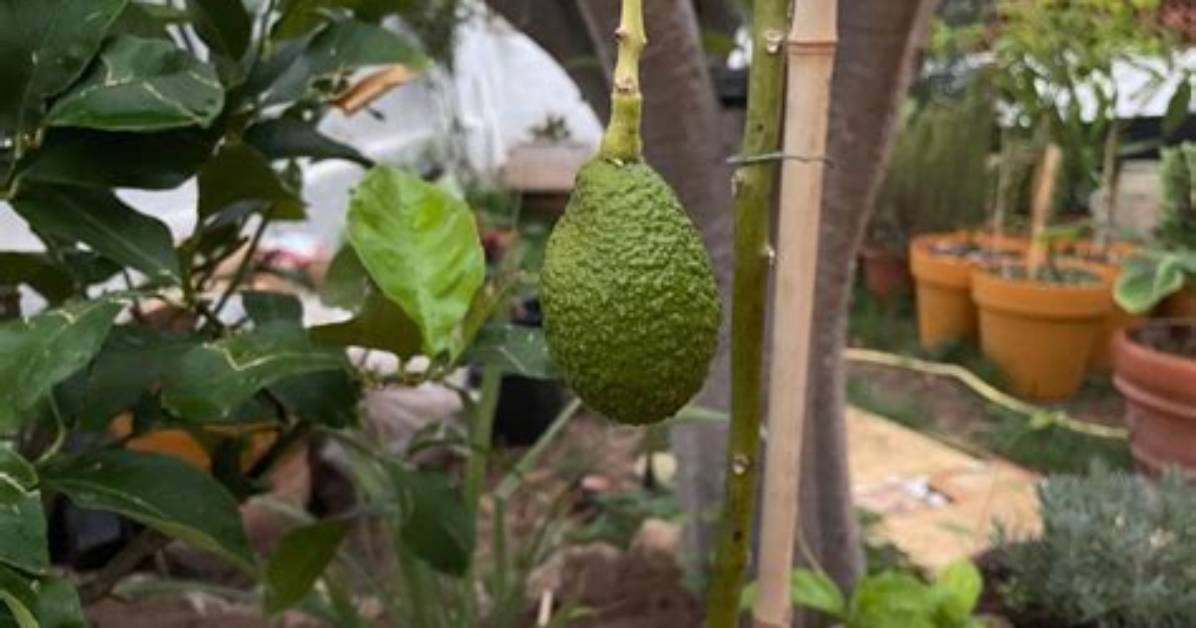 Quand Un Avocatier Donne Des Fruits?