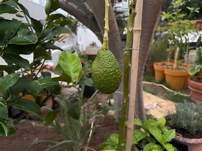 Quand Un Avocatier Donne Des Fruits?